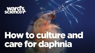 Caring and Culturing for Daphnia [upl. by Elliven593]