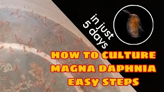 How to Culture Magna Daphnia Easily [upl. by Rustice]