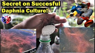 How to Culture Daphnia Successfully [upl. by Letta287]