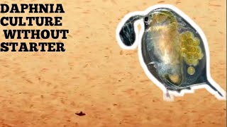 HOW TO CULTURE DAPHNIA NATURALLY WITHOUT A STARTER [upl. by Knick762]