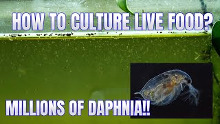 How to Culture Daphnia Secret Method to Breed MILLIONS  Simply Aquatic [upl. by Askwith]