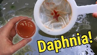 How I Culture Daphnia In Outdoor Tubs [upl. by Sitoeht]