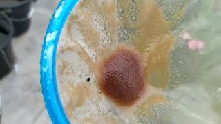 How to culture daphnia moina in a small container Part 1 English Subtitle [upl. by Treiber]