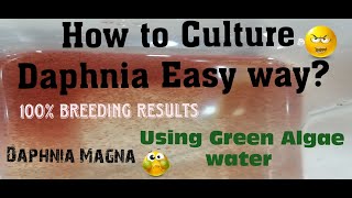 Daphnia MagnaHow to Culture Daphnia Easy wayCulturing Daphnia using Green water Daphnia [upl. by Aid628]