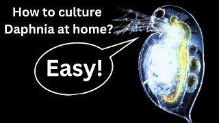 BEST Live Fish Food Beginner guide How to Culture Daphnia at home [upl. by Ellehsim]