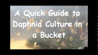 How to culture daphnia outside [upl. by Ramsden696]