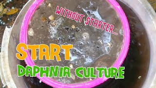 How to culture daphnia moina the easy way 1  Starting the Daphnia culture [upl. by Clarance122]