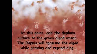 Daphnia  How to grow daphnia in your home [upl. by Wiltsey644]