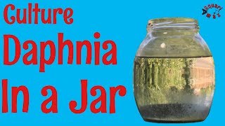 How to Culture Daphnia in a Jar [upl. by Notsreik913]