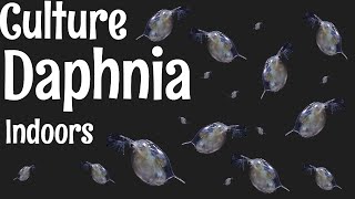 How to Culture Daphnia [upl. by Maxantia]