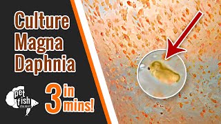 How to culture DAPHNIA MAGNA  The easy way [upl. by Aiasi]