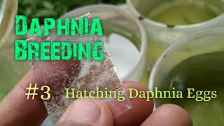 Daphnia Culture made simple and easy 3  Hatching Daphnia eggs [upl. by Joris]