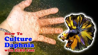 How to Culture Daphnia with ZERO Cost  Unlimited Live Food For Our Fish [upl. by Aldas]