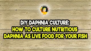 DIY Daphnia Culture How to Culture Nutritious Daphnia as Live Food for Your Fish [upl. by Harelda]