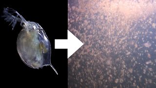 How I Culture Daphnia [upl. by Darce]