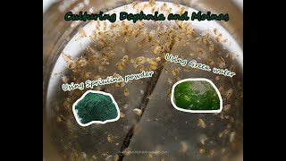 How To Culture Daphnia and Moinas using Green Water Spirulina powder [upl. by Westlund]