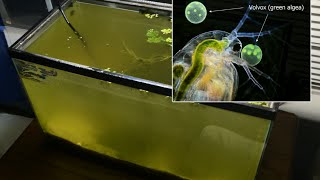 Raising Daphnia for the Freshwater Aquarium [upl. by Amabel585]