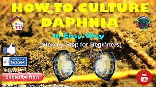 HOW TO CULTURE DAPHNIA In Easy Way [upl. by Magda]